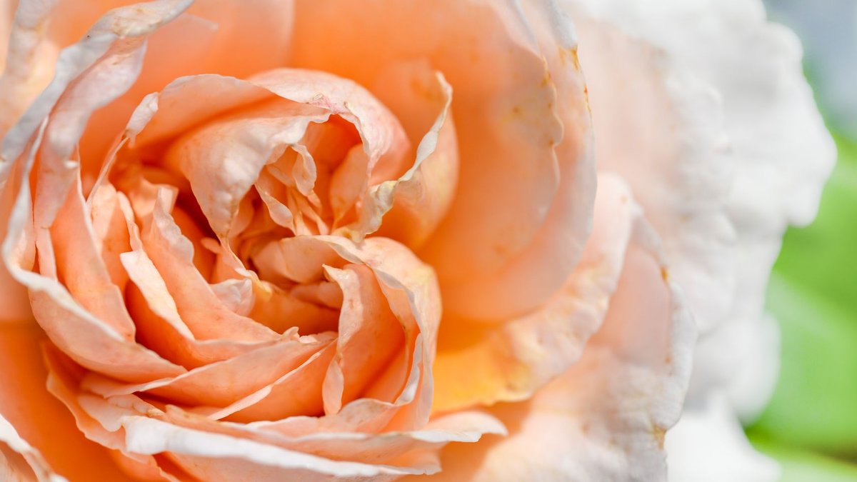 Editors Recommend Five Spring Fragrances A detailed close-up of a peach rose, showcasing its delicate petals.