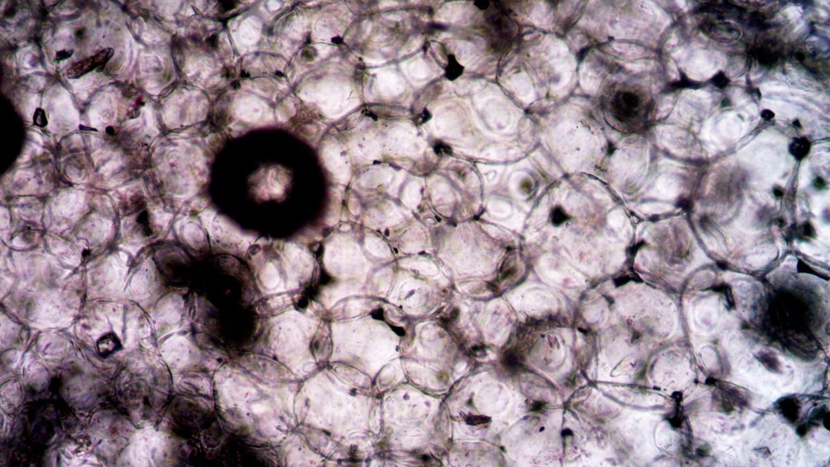 Microscopic image showcasing the intricate structure and texture of plant cells.
