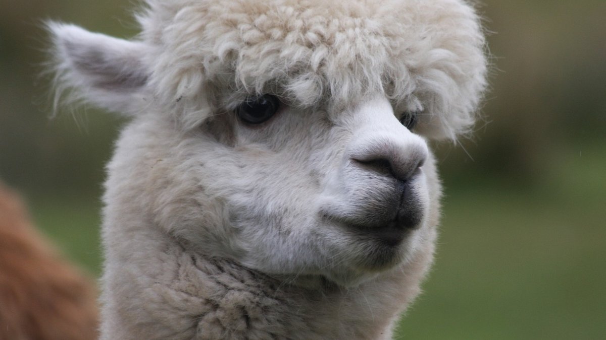 A Different World reboot balances nostalgia with modern storytelling Alpaca, animal, south america, camel, nature, original work.