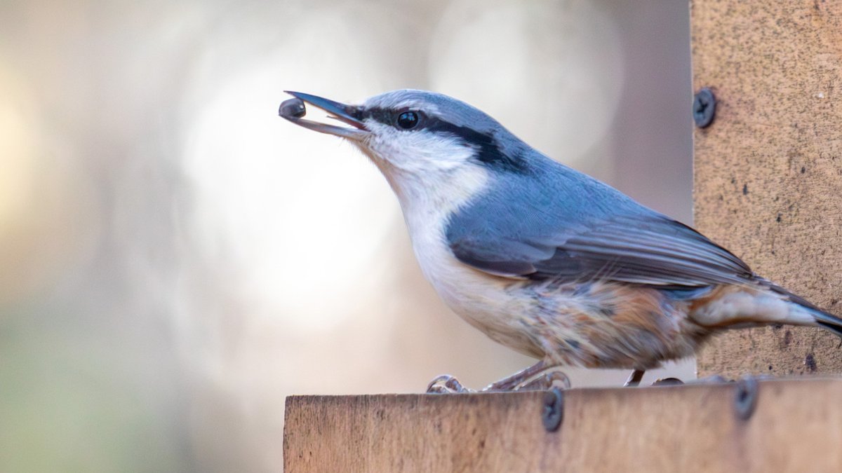 Lowe's 3-in-1 Bird Bath Adds Beauty and Function to Gardens - 3-in-1 bird bath