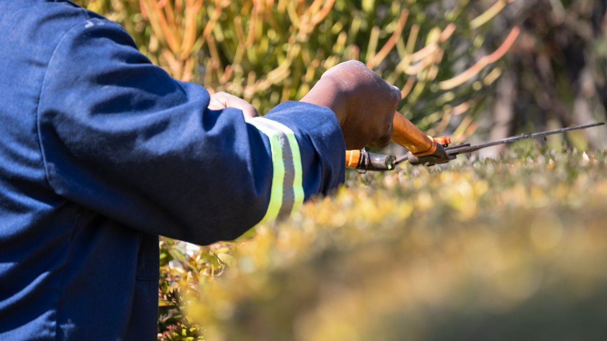 Gardeners’ top picks for durable lawn edging tools Close-up of a gardener in blue uniform trimming hedges outdoors with pruning shears.