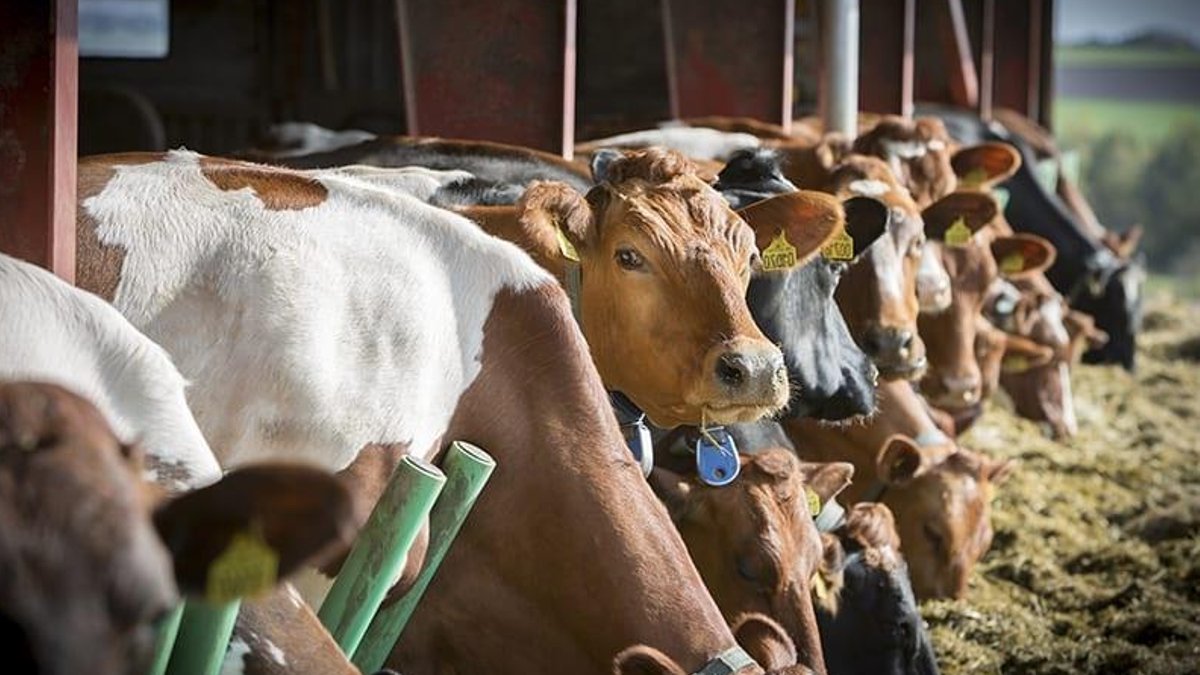 Arla boosts farmer payments for cutting dairy emissions - dairy emissions
