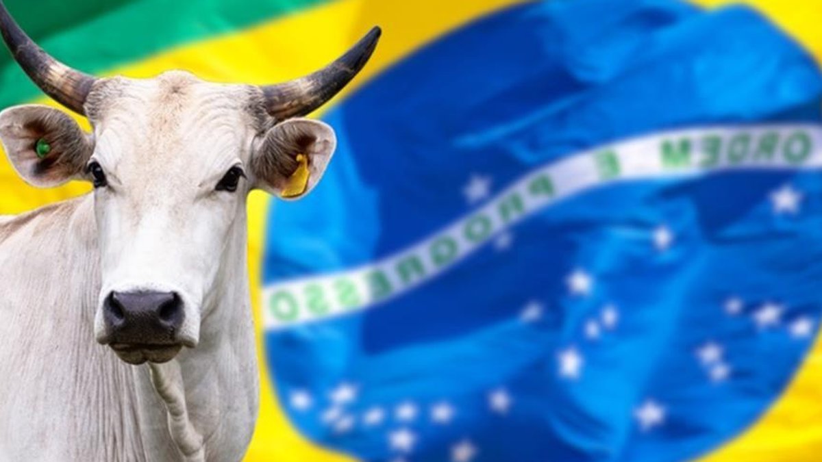 EU Beef Ban Sparks UK Food Safety Debate EU Beef Ban Sparks UK Food Safety Debate - food safety