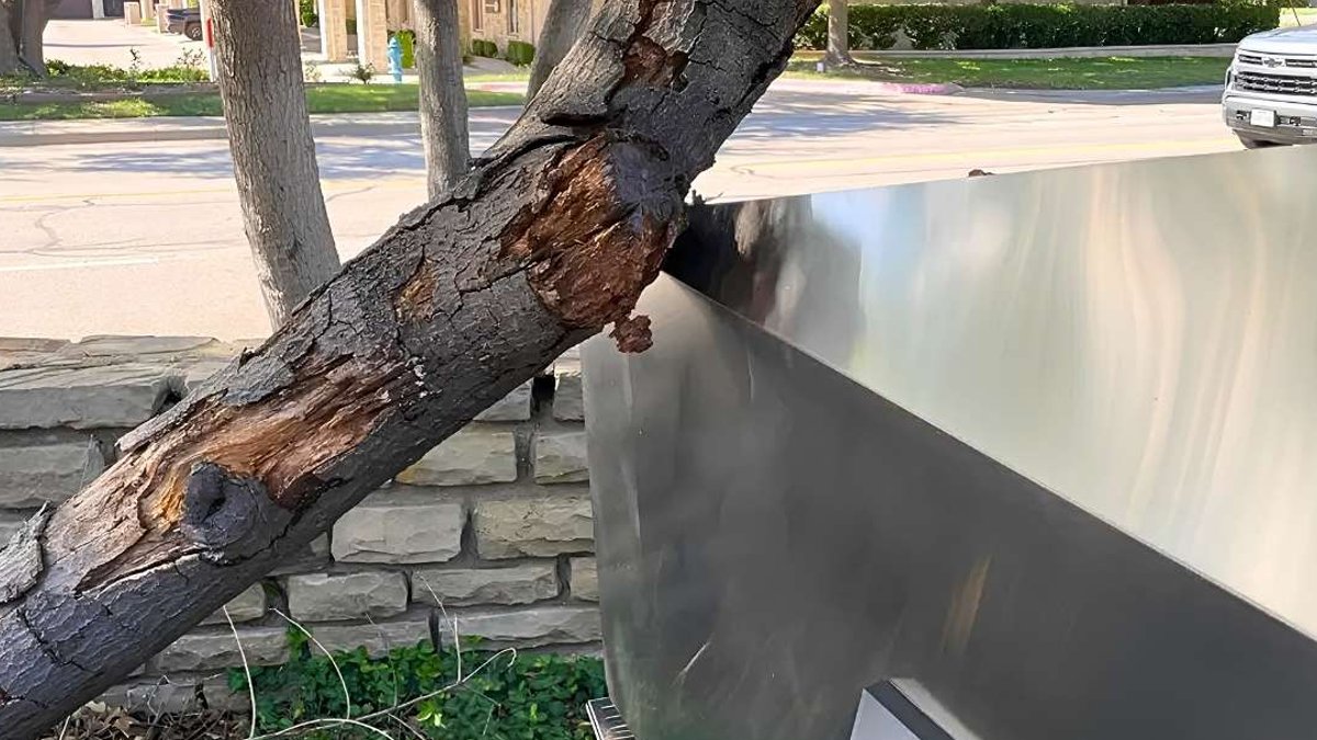 Tree trunk falls on Tesla Cybertruck - tesla cybertruck