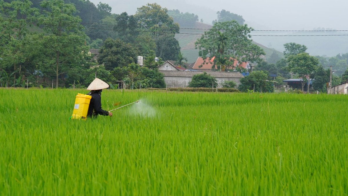 Farmer in traditional hat using pesticide sprayer in lush green rice field.