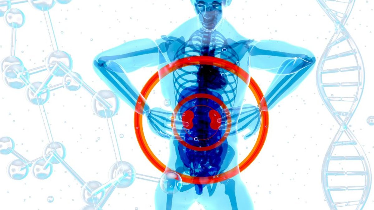 Daily habits that harm kidney health Daily habits that harm kidney health - kidney health