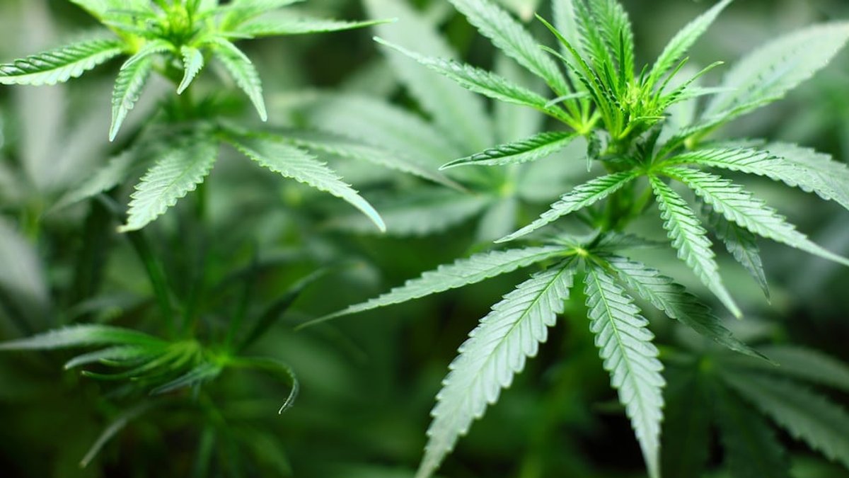 South Africa’s Cannabis Act Stalled by Regulatory Delays South Africa’s Cannabis Act Stalled by Regulatory Delays - cannabis act