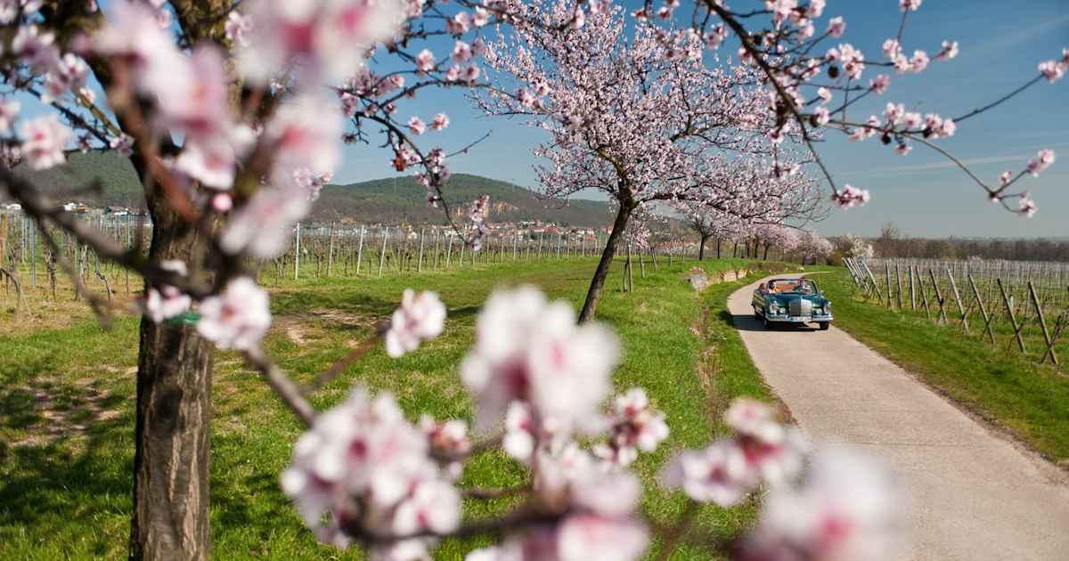 Elegantes Deutsche Weinstrasse Mit Dem Auto Bild