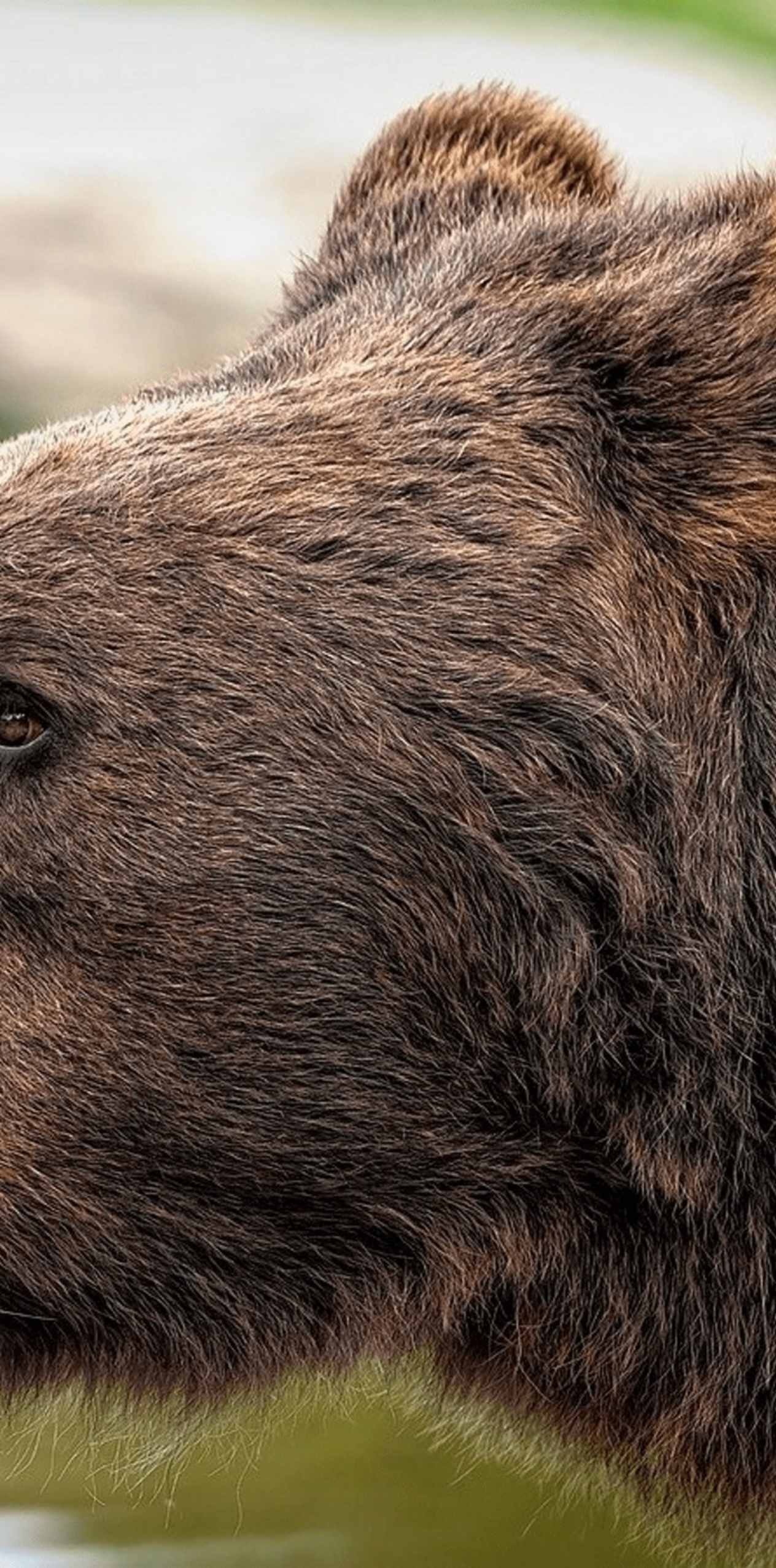 Bär