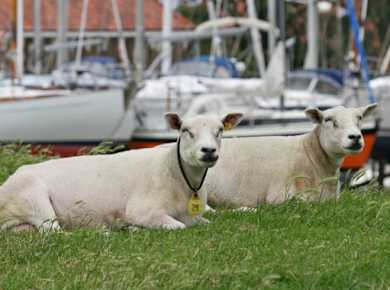 Jachthaven Hindeloopen