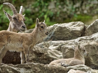 Zoo Salzburg