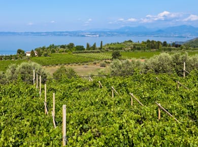 Bardolino, Strada del Vino Bardolino