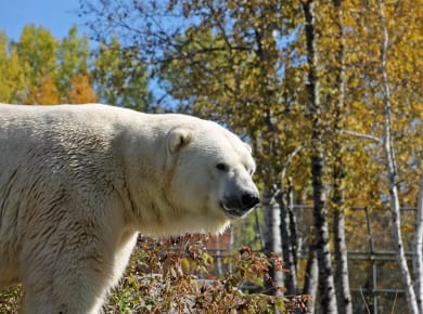 Cochrane, Cochrane Polar Bear Habitat