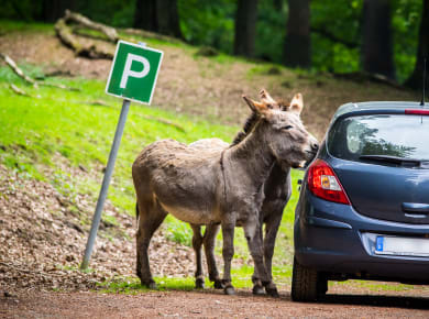 Wild- und Erlebnispark Daun