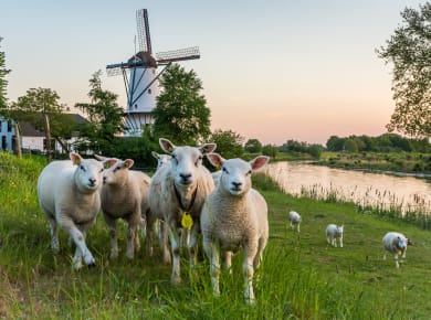 Gelderland