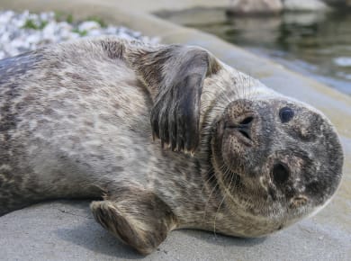 Nordsee-Ozeanarium