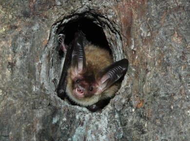 Bad Segeberg, Kalkberghöhle