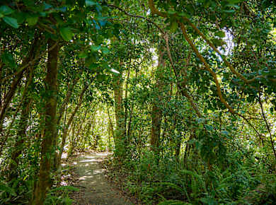 Homestead, FL, Gumbo Limbo Trail