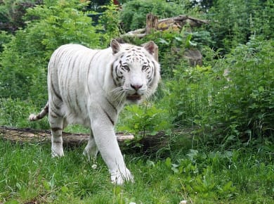 Aschersleben, Zoo Aschersleben