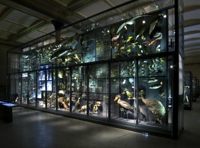Berlin, Museum für Naturkunde