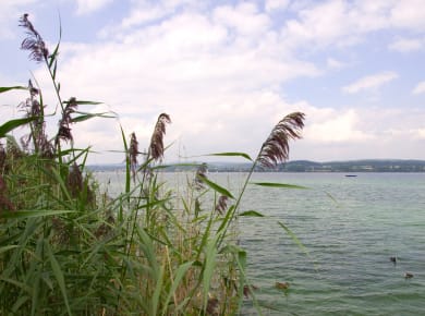 Reichenau, Wollmatinger Ried