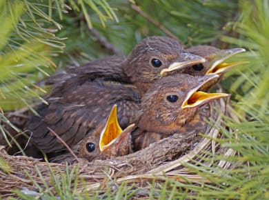 Vogelreservat Wallnau
