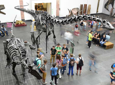 Frankfurt am Main, Senckenberg Naturmuseum Frankfurt