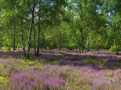 Hövelhof-Riege, Naturgeschutzgebiet Moosheide