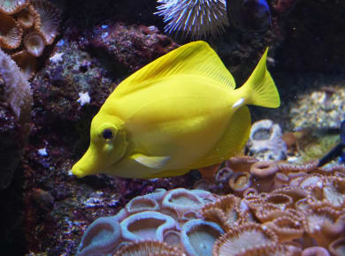 Cattolica, Acquario di Cattolica