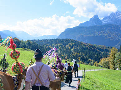 Schönau am Königssee, Almabtrieb