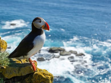 Vesturbyggð, Látrabjarg