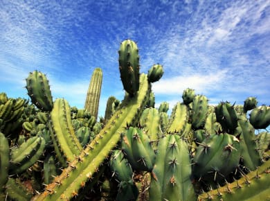 Ses Salines, Botanicactus