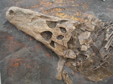 Messel, Grube Messel