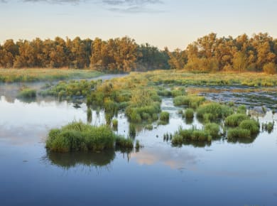 De Hollandse Biesbosch Nationalpark