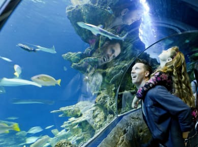 London, Sea Life London Aquarium