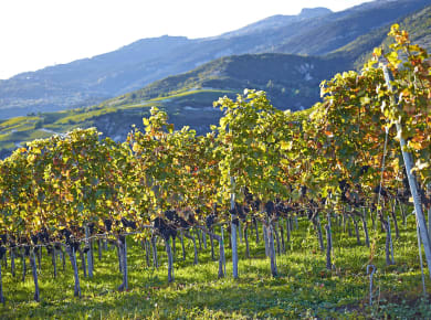 Sierre