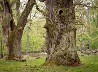 Ivenack, Tiergarten von Ivenack