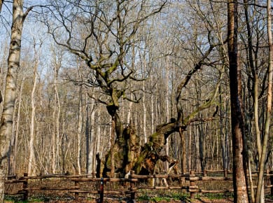 Nordskoven