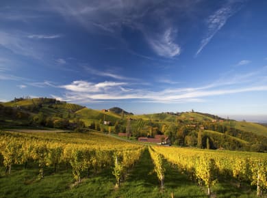 Leutschach, Südsteirische Weinstraße