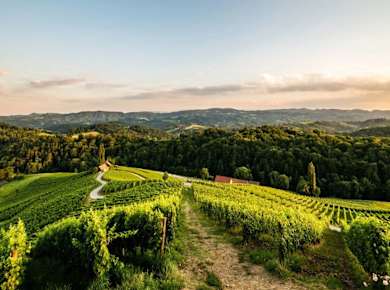 Durch die Weinberge in der Steiermark