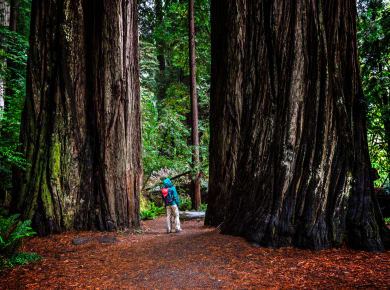 Orick, CA, Redwood National Park