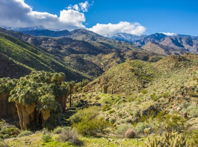 Palm Springs, CA, Indian Canyons