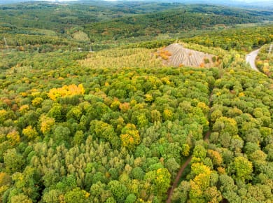 Saarkohlenwald