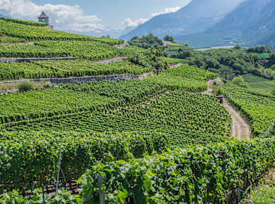 Sierre, Rebwanderweg