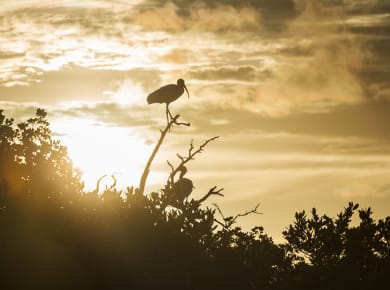 Tavernier, FL, Wild Bird Rehabilitation Center