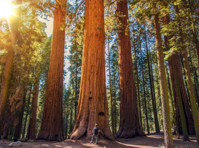 Three Rivers, CA, Sequoia National Park