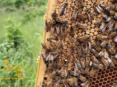 Findest du die Bienenkönigin?
