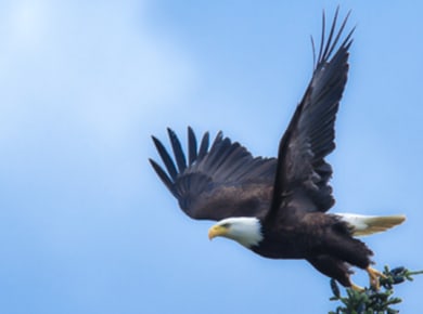 Seeadler
