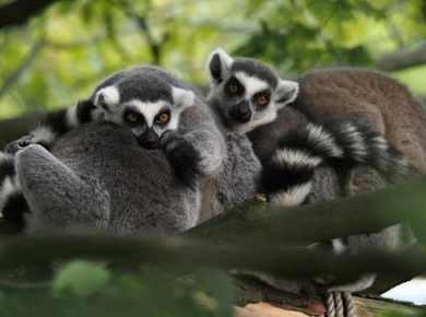 Fotokurs in Munster: Allwetter-Zoo