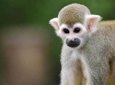 Fotokurs in Leipzig: Zoo